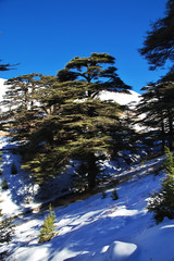 Wall Mural - Cedars, Qadisha Valley, Lebanon