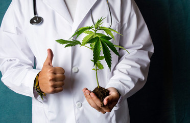 Wall Mural - Scientist holding a marijuana branch close up