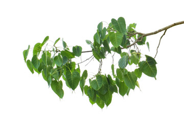 green leaves on branch isolated on white background. with clipping path.