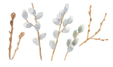 Set Of Handdrawn Watercolor Pussy-willow Branches, Springtime Flowers And Trees, Isolated Objects On The White Background, Floral Clipart Illustration For Any Design Purposes