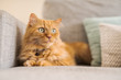 © Krakenimages.com - Beautiful ginger long hair cat lying on the sofa on a sunny day at home
