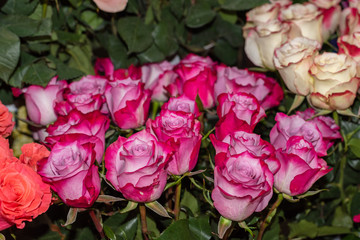 Wall Mural - Bright pink roses in a flower shop.