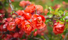 Blooming Japanese Red Quince