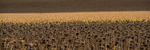 Agricultural Field Of Dry Sunflowers And Corn On A Sunny Day. Web Banner.