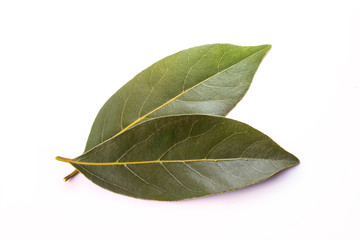 fresh bay leaf