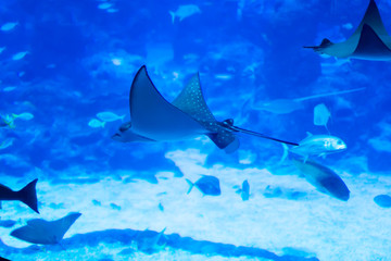 Wall Mural - Blurry photo of an Eagle ray Myliobatidae in a sea aquarium