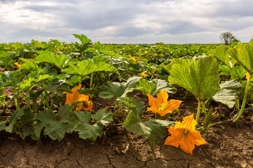 Field of zucchini with yellow flowers on foreground