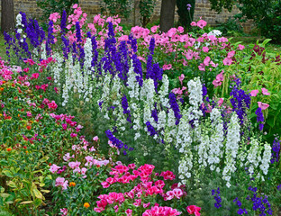 Wall Mural - Colourful border with Delphinium consolida, Larkspur, Lavatera and Godetia flowers in a cottage garden