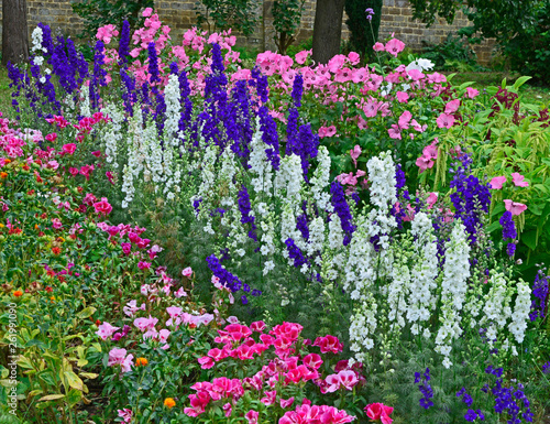 Cuadros en Lienzo Colourful border with Delphinium consolida, Larkspur, Lavatera and Godetia flowe