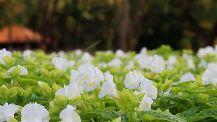 Wall Mural - wishbone flower (torenia fournieri) in garden.