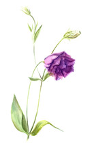 Light Purple Flower Eustoma Or Lisianthus