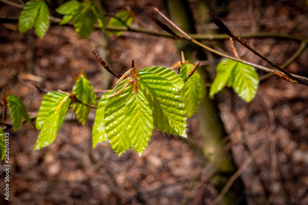 Junge Blätter