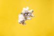 © master1305 - Shih-tzu puppy wearing orange bow. Cute doggy or pet is jumping isolated on yellow background. The Chrysanthemum Dog. Negative space to insert your text or image.