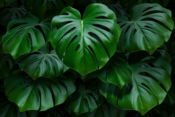 Naklejka tropikalny inspiracja roślina egzotyczny