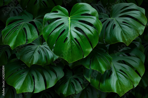 Zdjęcie XXL Duże zielone liście monstera na ciemnym tle