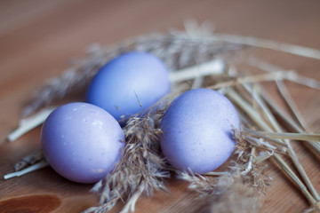 Easter lilac eggs with wheat branches close-up blurred background