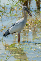 Wall Mural - Openbill Stork (Anastomus oscitans), Yala National Park, Sri Lanka