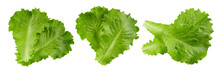 Lettuce Leaves Clipping Path