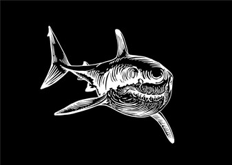 Wall Mural - Graphical shark isolated on black background,vector engraved illustration