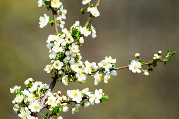 Cherry plum branches blooming in a garden in spring, background, backdrop