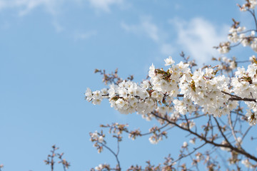 Cherry blossom in spring for background or copy space for text