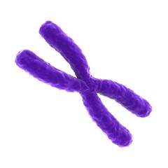 Wall Mural - 3D rendering X chromosomes isolated on white