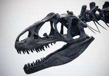 A Portrait Of An Allosaurus Skull