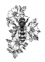 Hand Drawn Monochrome Bee Among  Dog Rose Flowers
