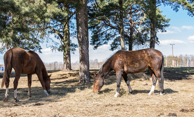 Two horses graze in the meadow. Twain beautiful horses.