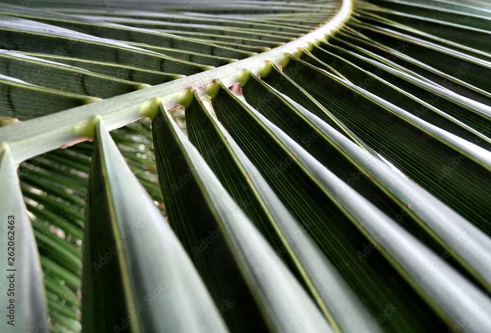 liść palmowy - obrazy, fototapety, plakaty 