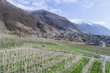 Apple orchards in Valtellina