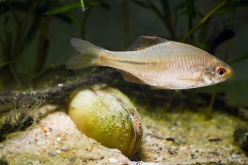 Wall Mural - European bitterling, Rhodeus amarus, beautiful ornamental adult male fish in spawning coloration swims near a bivalve mollusc in a coldwater temperate freshwater biotope aquarium