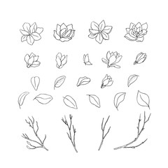 Wall Mural - Floral hand drawn design elements. Line art isolated on the white background.