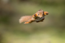 Red Squirrel, Sciurus Vulgaris, Jumping