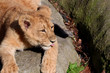 Close-up of lion cub lying on a stone