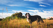 Side view bernese mountain dog in the yellow field and blue sky.
