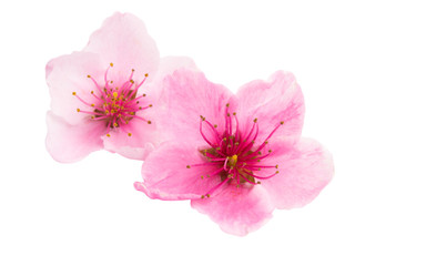 Canvas Print - sakura flower isolated