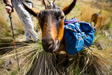 A Friendly Pack Goat On The Scenic Snake River National Recreation Trail (#102) Along The Oregon-Idaho Border In Hells Canyon. The Canyon Is The Deepest River Gorge In North America With More Than A Mile Of Vertical Elevation Between The River Floor And Nearby Peaks In The Seven Devil Mountains.