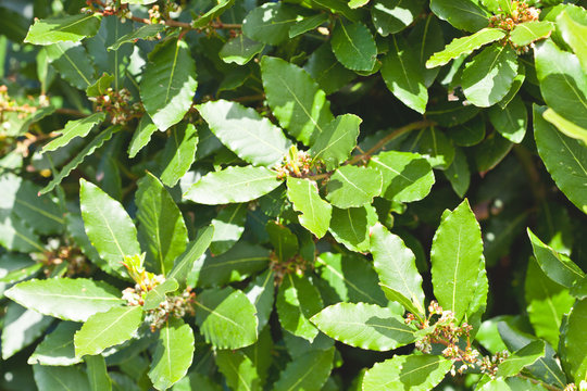 Leaves of laurel tree background.