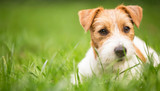 Fototapeta Zwierzęta - Face of a happy cute jack russell pet dog puppy as lying in the grass, web banner with copy space