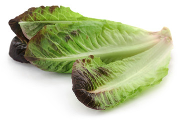 Canvas Print - Fresh Romaine lettuce