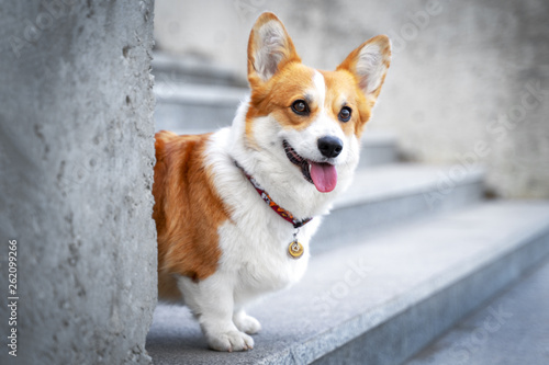 Cuadros en Lienzo Cute Welsh Corgi dog sitting on the steps in the town