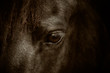 Großaufnahme des Auges eines Friesenpferd, Pferdeauge, Pferd