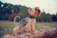 Alone Yorkshire terrier dog walking on inclined tree trunk and courageously exploring wild forest world.