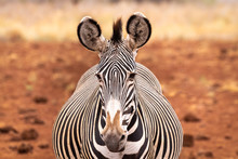 Grevy's Zebra Facing Forward.. Close-up Of Face.