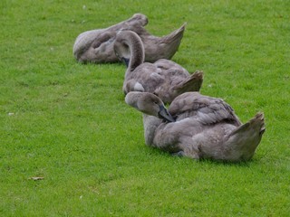 Wall Mural - Cygnets 