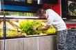 © hedgehog94 - Man cleaning aquarium using magnetic fish tank cleaner. .