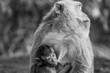 Mother Macaque