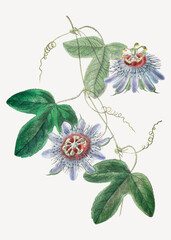 Wall Mural - Passion flower