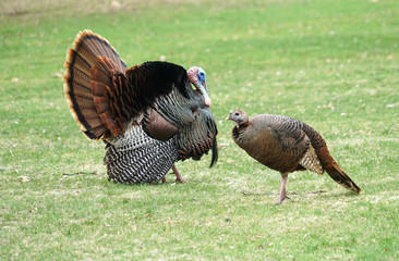 male turkey and female turkey on the meadow